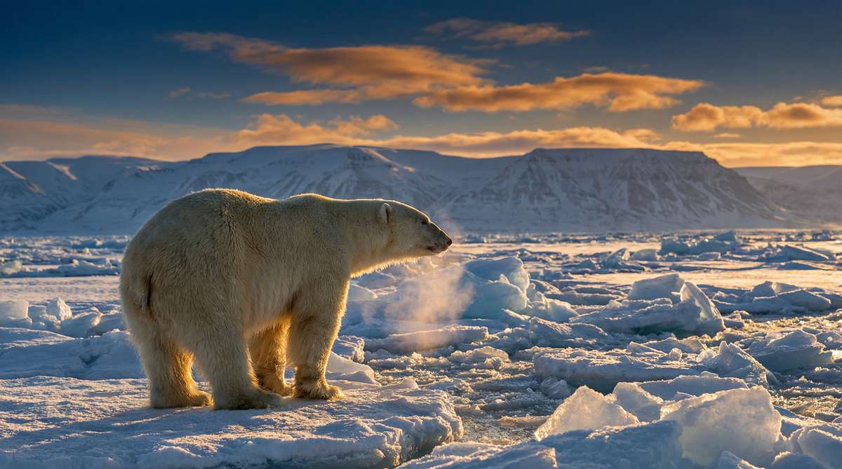 国产自拍今日推荐北极熊视频