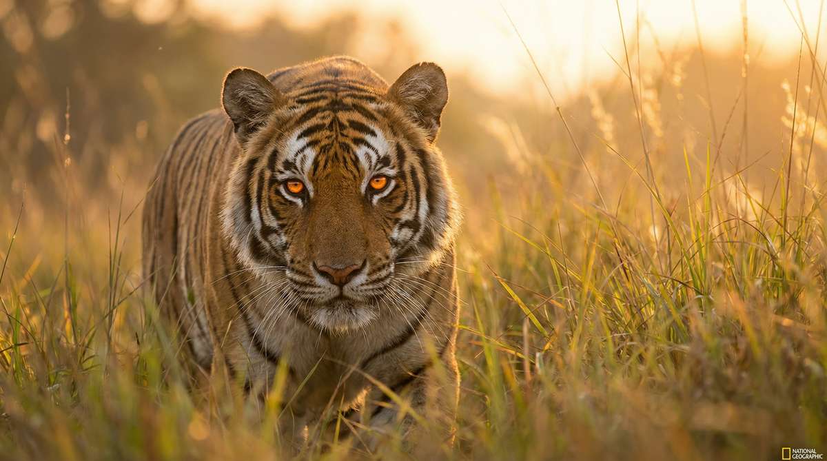 国产自拍今日推荐老虎视频